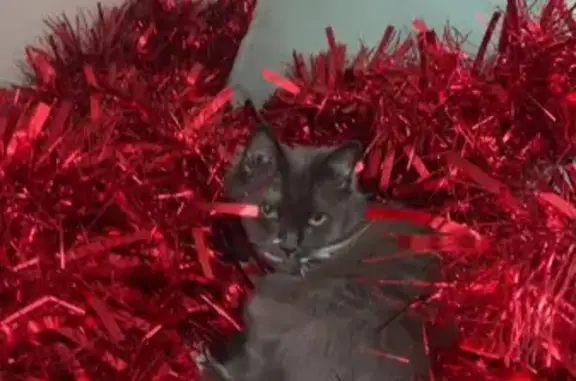 Lost Cat: Gray & White, Green Eyes - Joondalup