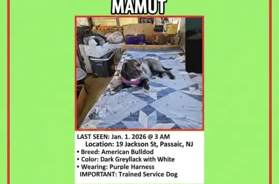 Lost American Bulldog: Mamut in Passaic