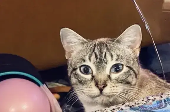 Lost Silver Tabby: Blue Eyes in Dallas