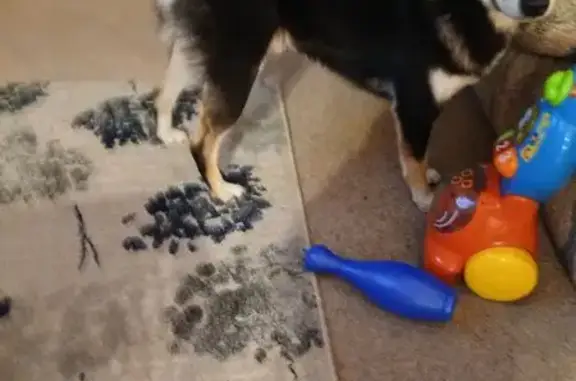 Missing dog East York, photo: Lost Shiba Inu: Black & Cream in East York