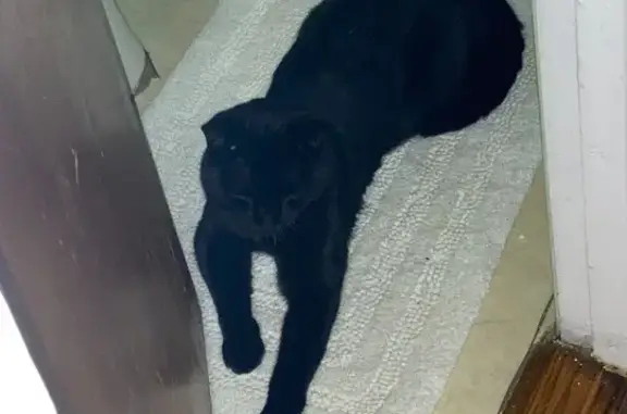 Help Find Ram: Missing Friendly Cat