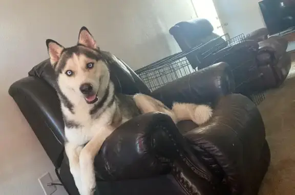Lost pets Rogers, photo: Lost Husky with Blue Eyes on Magnolia St