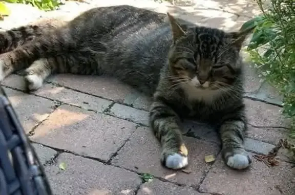 Animaux perdus Salouël, photo: Chat âgé et craintif perdu à Salouël