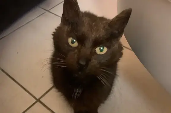 Animaux trouvés Hennebont, photo: Chatte noire/marron trouvée à Hennebont