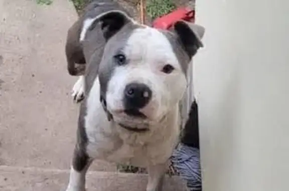 Missing dog , photo: Lost Blue Staffy: Unique Markings, Adam St.