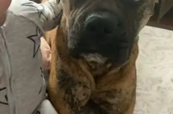 Lost pets , photo: Lost Boxer-Staffy Mix in Brimbank, VIC