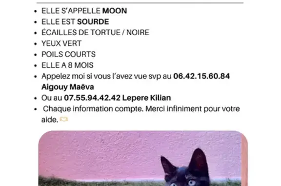Chat sourd disparu, 8 mois, Le Bosc - photo