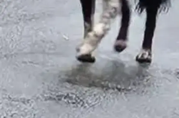 Chien perdu , photo : Chien perdu à Abscon, craintif et gentil
