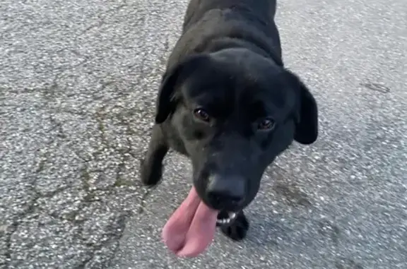 Chien trouvé Vourles, photo: Chien noir trouvé à Vourles ce mardi matin