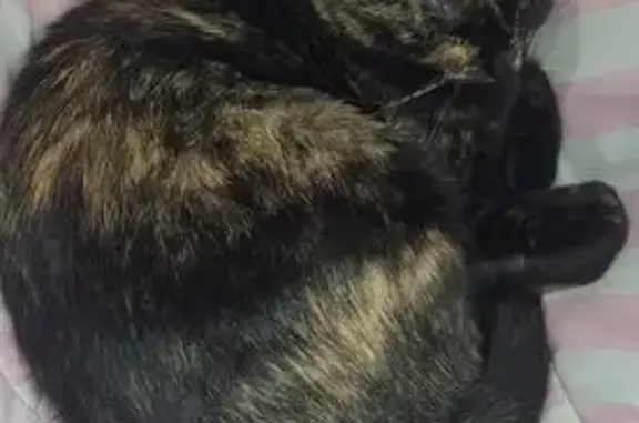 Chat écaille disparu à Valencin, aide SVP - photo
