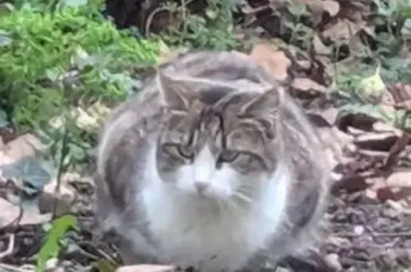 Recherche Gribouille, chat libre disparu - photo