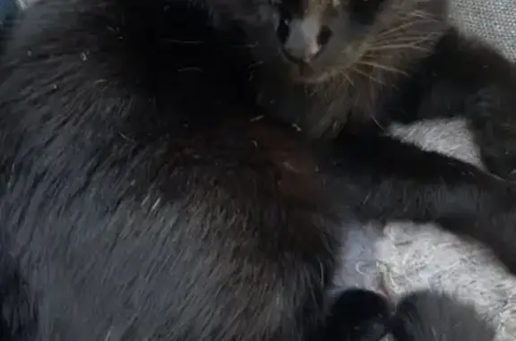 Lost Black Cat Tyson: Friendly & Unique