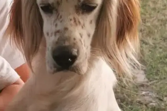 Animaux perdus , photo: Setter anglais perdu à La Chapelle-Palluau