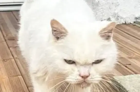 Animaux trouvés Le Haillan, photo: Chat beige et blanc trouvé au Haillan