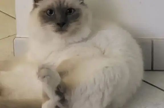 Chat perdu, Velaux, photo: Chat Sacré de Birmanie perdu à Velaux