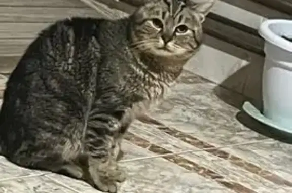 Se busca: Gato perdido en Calle Colón
