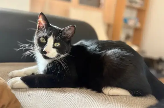 Mauï, chat noir et blanc perdu à Loubeyrat - photo