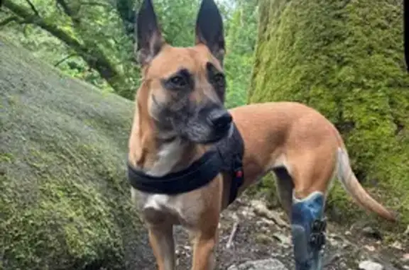 Animaux perdus Chartres, photo: Chien à trois pattes perdu sur A11, Chartres