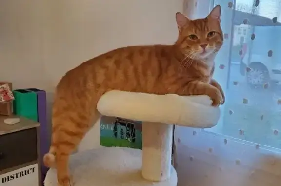 Chat Minou disparu à Aix-Noulette - photo