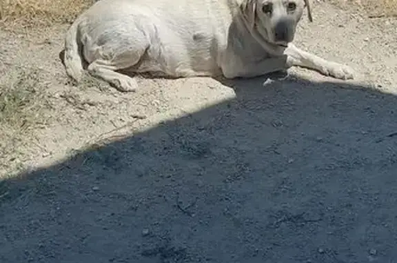 Chien sable disparu à Saignon - photo