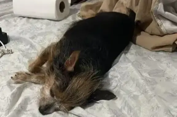 Cachorro perdido Fêmea (brl002367) - photo