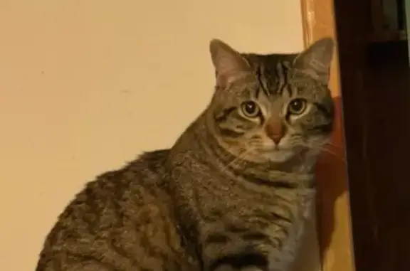 Es bastante amigable y si le llamas, se acercará a ti. También es muy bueno. Está sin castrar y es un macho, tiene unos dos años.