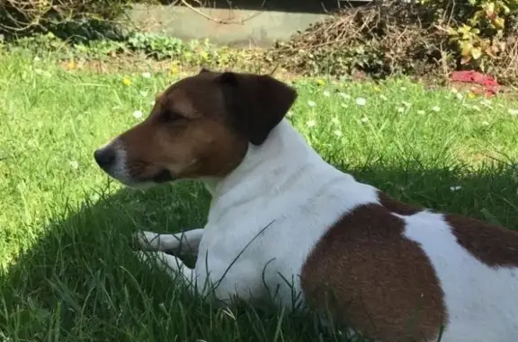 Chien perdu marron/blanc/noir à Boisbergues - photo