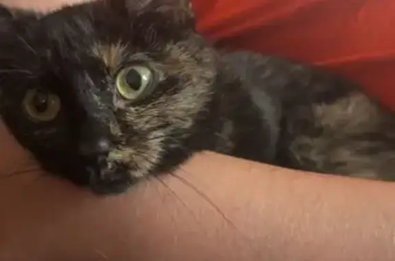Lost pets Dundalk, photo: Help Find Zoey: Missing Cat in Dundalk