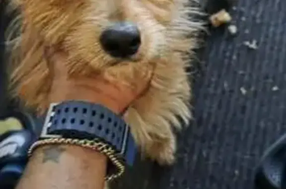 Found dog Detroit, photo: Found Male Brown Dog on Vassar Ave, Detroit