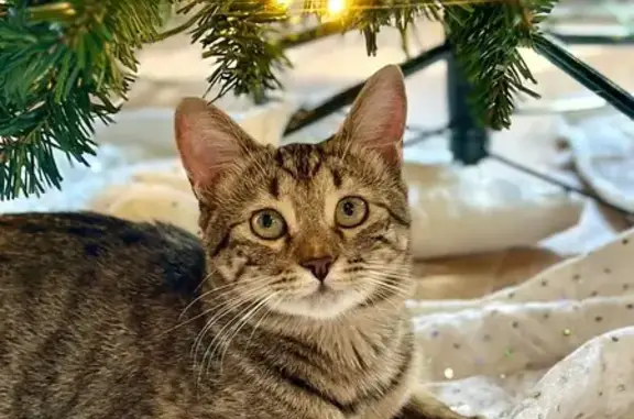 Lost Cat: Small Gray with Green Eyes - photo