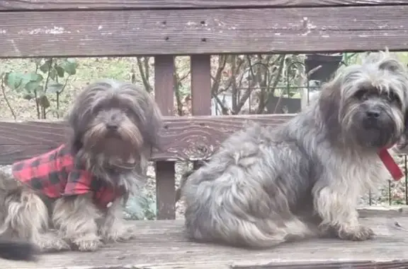 Lost: Friendly Brown Dogs, Mt. Jackson