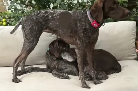 Lost: Birdie the GSP on Mirror Lake Trail