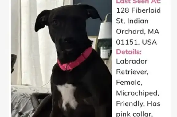 Missing dog Springfield, photo: Lost Black Dog: Pink Collar, Springfield