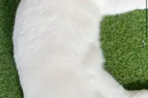 Lost: Pure White Cat with Odd Eyes