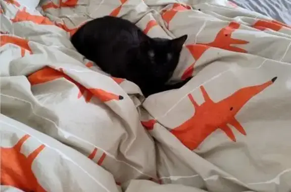 Chatte noire perdue, craintive et gourmande - photo