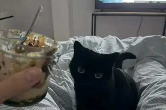 Animaux perdus , photo: Chat noir perdu à Bordères-sur-l'Échez
