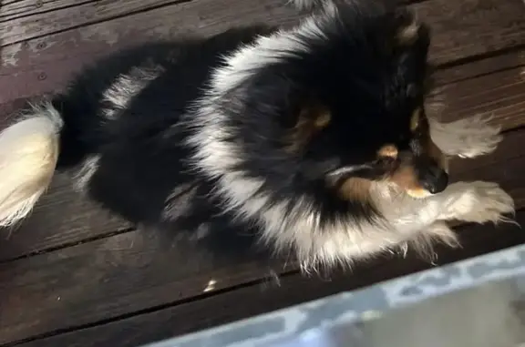 Lost Pomeranian on West Capitol Ave - photo