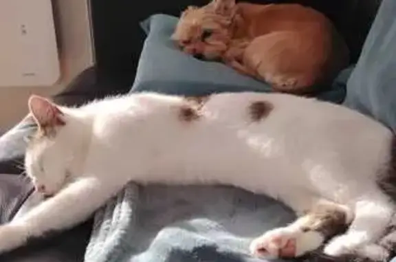Chat perdu, , photo: Chat perdu près de la voie verte, Cercié