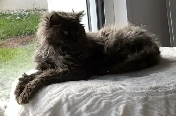 Chat perdu, , photo: Chat malade disparu à Doix lès Fontaines