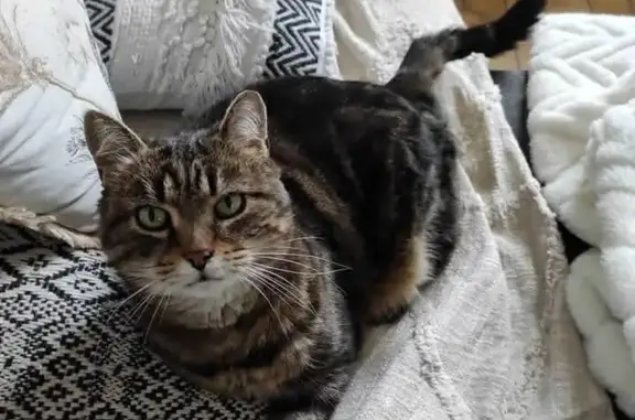 Chat perdu, Bourgogne-Franche-Comté, photo: Chat tigré 13 ans perdu à Thianges