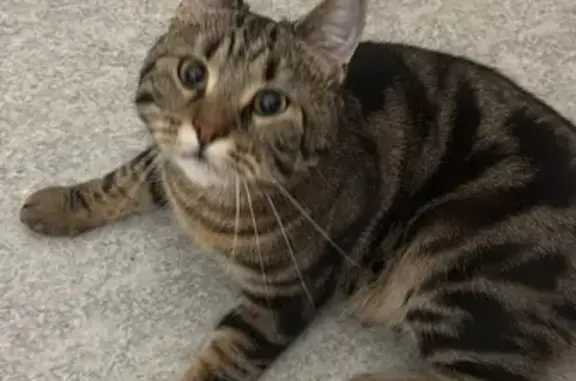 Chat perdu, , photo: Chat 2 ans perdu à Argelès-sur-Mer