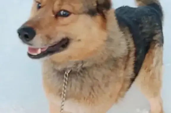 Зникла собака-вовк на вул. Горішнянка, Пнів