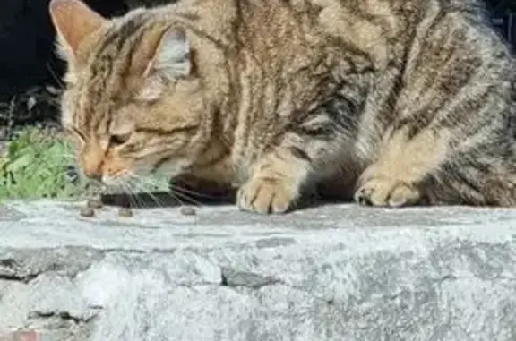 Animaux trouvés Montpellier, photo: Chatte sociable trouvée Rue d'Alco