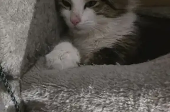 Chat perdu, , photo: Jeune chat tricolore perdu à Dugny