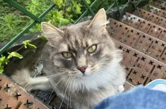Chat gris angora perdu, Villeneuve-d'Ascq - photo