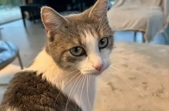 Chatte grise disparue à Laval, très craintive - photo