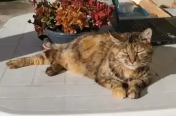 Chatte écailles perdue à Pujols - photo
