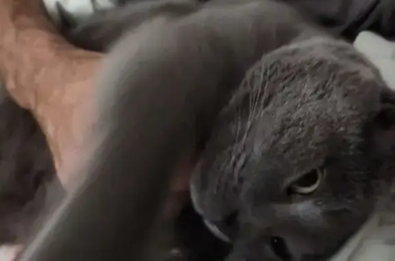 Chat chartreux 17 ans perdu à La Jarrie - photo