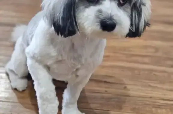Lost Maltese Shih Tzu: White & Gray, Dallas