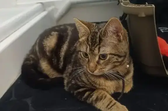 Animaux trouvés Limoges, photo: Chat tigré trouvé dans notre immeuble